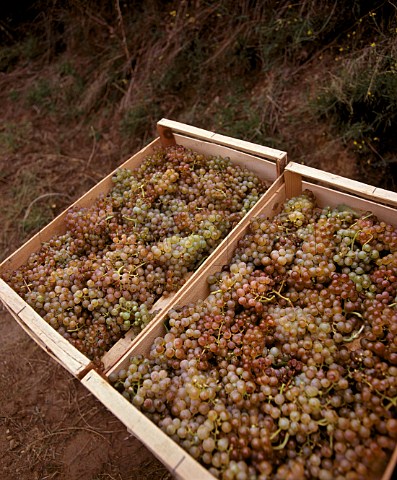 Marsanne grapes picked into wooden boxes  for  drying as Vin de Paille  in the ChantAlouette  vineyard of M Chapoutier on the Hill of Hermitage  TainlHermitage Drme France