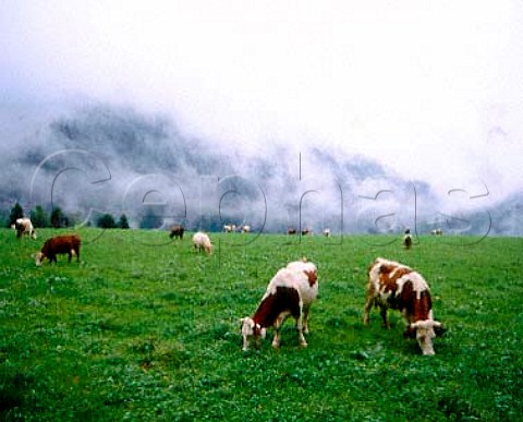 Abondance cows on the Chartreuse Massif Isere France