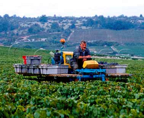 Harvest time in Richebourg vineyard of Alain   HudelotNoellat at VosneRomanee  Cte dOr   France Bourgogne