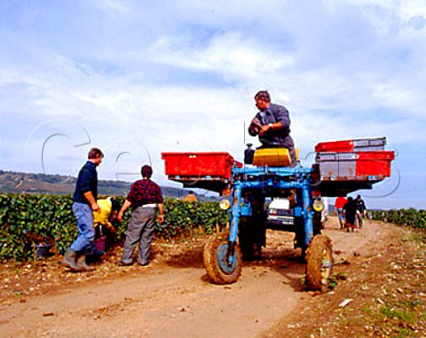 Harvest time in Richebourg vineyard of Alain   HudelotNoellat at VosneRomanee CotedOr France