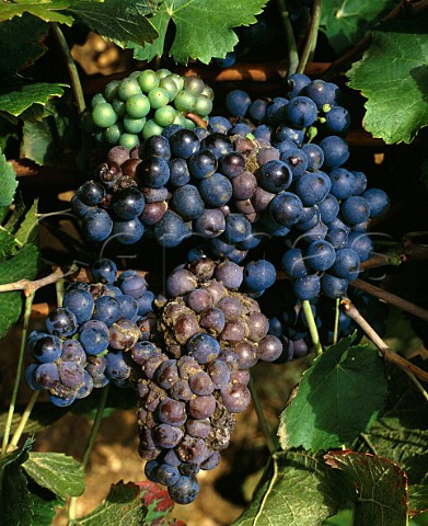 Pinot Noir grapes with rot caused by excessive rain  before harvest NuitsStGeorges Cote dOr France