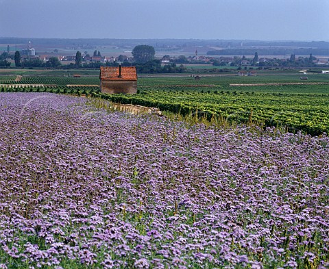 Phacelia planted in a section of les Poulaillres vineyard with Les Grands Echzeaux and Clos de Vougeot vineyards beyond VosneRomane Cte dOr  France  Cte de Nuits Grand Cru