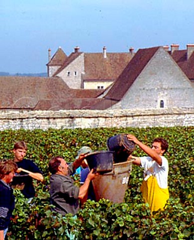 Harvesting Pinot Noir grapes in les Grands Echzeaux vineyard of Domaine Thnard with the Chteau du Clos de Vougeot beyond   VosneRomane Cte dOr France  Cte de Nuits