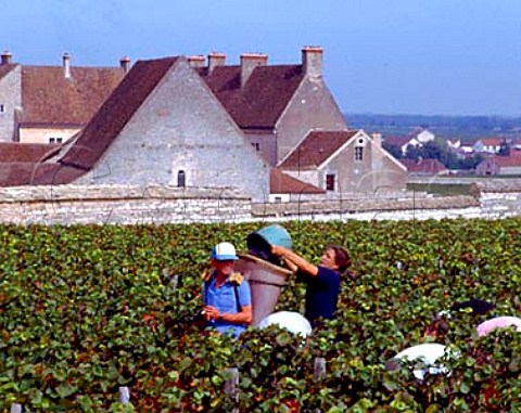 Harvesting Pinot Noir grapes in les Grands Echzeaux vineyard of Domaine Thnard with the Chteau du Clos de Vougeot beyond VosneRomane Cte dOr France Cte de Nuits
