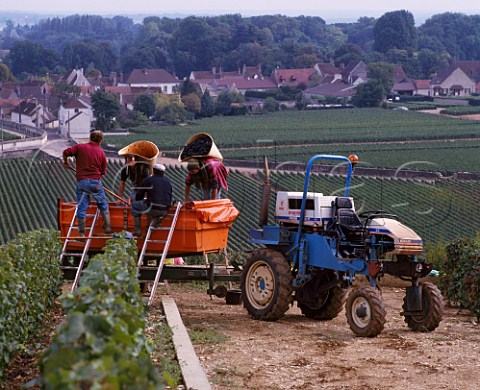 Harvesting Pinot Noir grapes in Les Amoureuses vineyard of Domaine Comte Georges de Vog at ChambolleMusigny with the village of Vougeot beyond   Cte dOr France Cte de Nuits Premier Cru