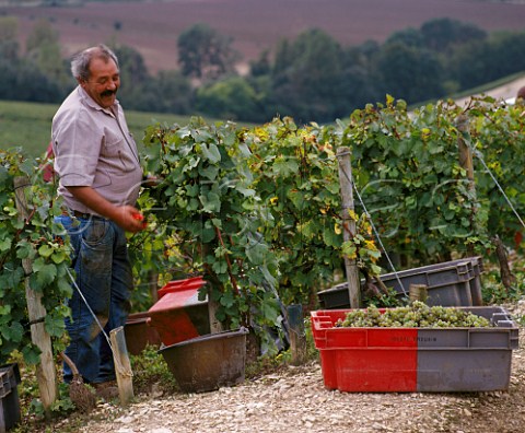 Harvesting Chardonnay grapes in les Preuses vineyard of Joseph Drouhin on the Kimmeridgean clay soil of Chablis Yonne France  Chablis Grand Cru