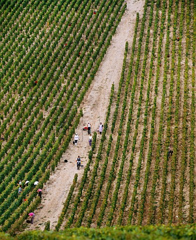 Harvesting Chardonnay grapes in Les Preuses vineyard of Joseph Drouhin Chablis Yonne France Chablis Grand Cru 