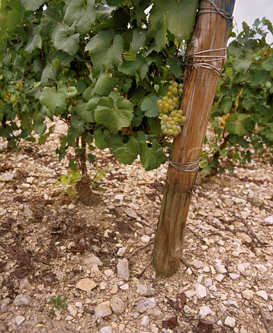 Chardonnay vines in the Kimmeridgean Clay soil of Les Preuses vineyard Chablis Yonne France   Chablis Grand Cru