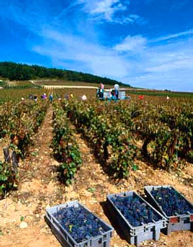 Harvesting in les Vergelesses vineyard of Domaine   Bise SavignylesBeaune Cote dOr France
