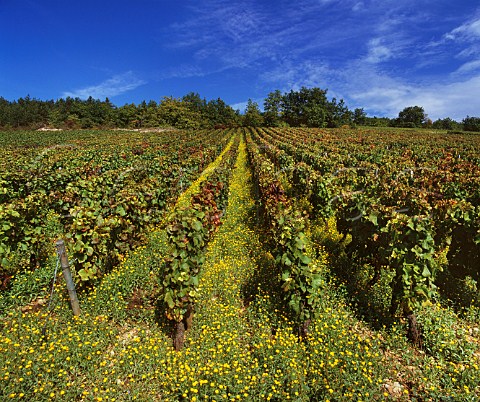 Aux Guettes vineyard with summer flowers  SavignylsBeaune Cte dOr France Cte de Beaune Premier Cru