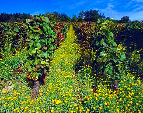 Yellow flowers carpet the ground in aux Guettes   vineyard at SavignylesBeaune   Cote dOr France