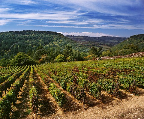Vineyard near Nantoux Cte dOr France Bourgogne Hautes Ctes de Beaune