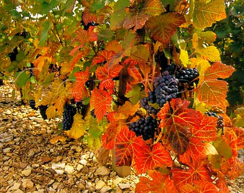 Pinot Noir vine with Red Leaf Virus leafroll on   limestone soil near Nantoux Cte dOr France   Bourgogne Hautes Ctes de Beaune