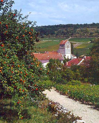 Vineyards and apple tree at Nantoux Cote dOr   France Bourgogne Hautes Cotes de Beaune