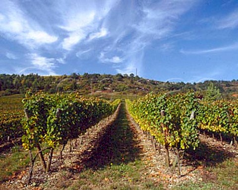 Lyre trellised vineyard at AuxeyDuresses Cote dOr France Cote de Beaune