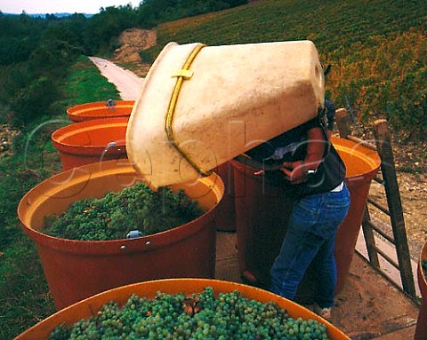 Hod carrier emptying harvested Savagnin grapes into   tubs   ChteauChalon Jura France   AC ChteauChalon