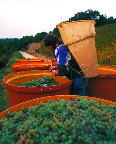 Tubs of harvested Savagnin grapes destined for the   cooperative at Voiteur Jura France   AC ChteauChalon