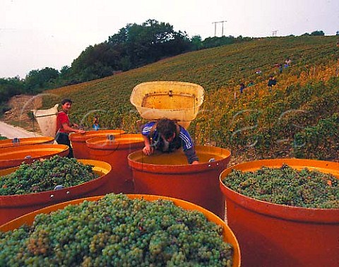 Tubs of harvested Savagnin grapes destined for the   cooperative at Voiteur Jura France   AC ChteauChalon