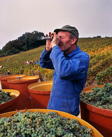 Measuring ripeness of Savagnin grapes with a refractometer Voiteur Jura France ChteauChalon