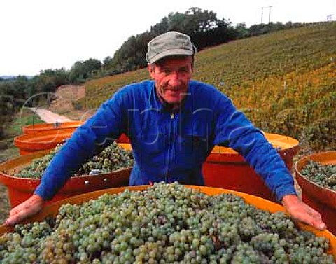 Tubs of Savagnin grapes destined for the cooperative at Voiteur Jura France AC Chateau Chalon