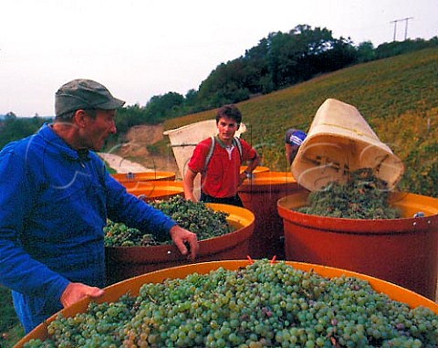 Tubs of Savagnin grapes destined for the cooperative at Voiteur Jura France   AC ChteauChalon