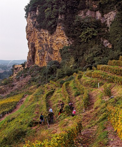 Harvesting Savagnin grapes in Les Terraces des   PuitsStPierre vineyard of JeanPierre Salvadori   high on the steep slopes below the village of   ChteauChalon Jura France  ChteauChalon