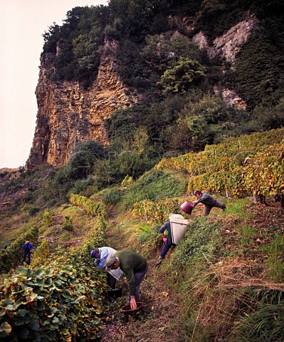 Harvesting Savagnin grapes in Les Terraces des PuitsStPierre vineyard of JeanPierre Salvadori high on the steep slopes below the village of ChteauChalon Jura France  ChteauChalon