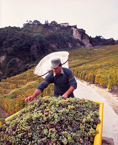 JeanPierre Salvadori with Savagnin grapes from his Les Terraces des Puits StPierre vineyard high on the slopes below the hilltop village of ChteauChalon Jura France  ChteauChalon