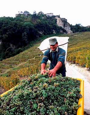 JeanPierre Salvadori with Savagnin grapes from his vineyard known as Les Terraces des Puits StPierre high up on the steep slopes below the village of Chteau Chalon Jura France