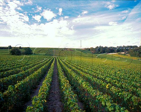 Vineyards at La CellesousChantemerle Aube   France   Champagne  Ctes de Szanne