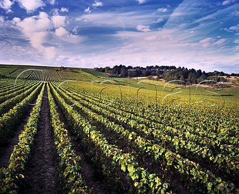 Vineyards at La CellesousChantemerle Aube France   Champagne  Ctes de Szanne