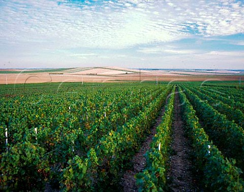 Vineyards at La CellesousChantemerle Aube   France   Champagne  Ctes de Szanne