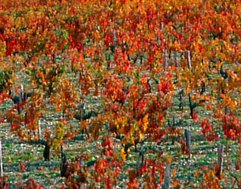 Autumnal vineyard of Chteau LovilleLasCases   StJulien Gironde France   Mdoc  Bordeaux