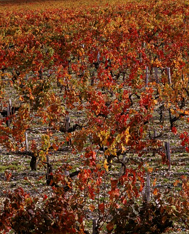 Autumnal vineyard of Chteau LovilleLasCases   StJulien Gironde France   Mdoc  Bordeaux