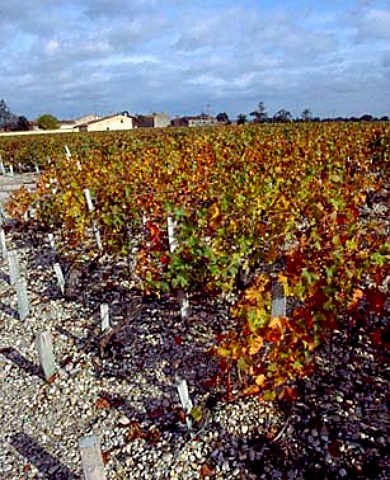 Autumnal vineyard on the gravel soil of Chteau Lilian Ladouys StEstphe Gironde France Mdoc Cru Bourgeois