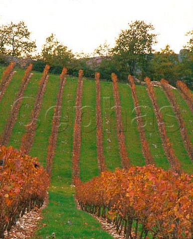 Vineyard of Chteau de Grezels in the Lot Valley   upstream of Puylvque Lot France Cahors