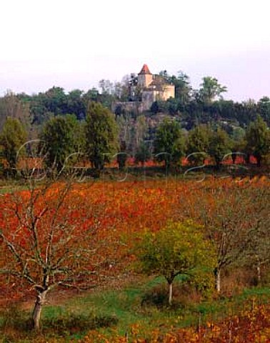 Vineyard at Douelle The chateau is on the far side   of the River Lot in the village of Caillac   Lot   France AC Cahors