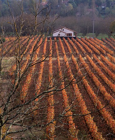 Autumnal vineyard at Douelle in the valley of the   River Lot  Lot France AC Cahors