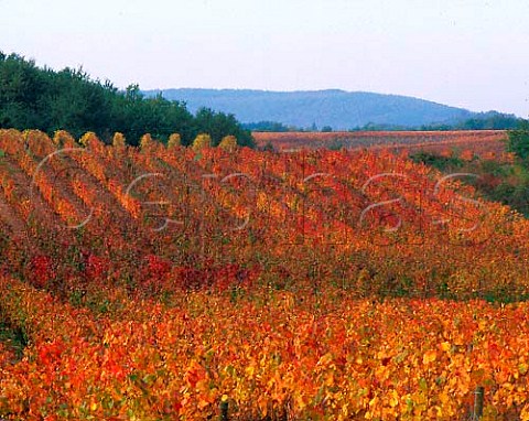Autumnal vineyard at Parnac Lot France  Cahors