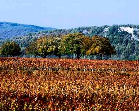 Autumnal vineyard in the Lot Valley near Luzech   Lot France    AC Cahors