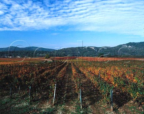 Autumnal vineyards in the Lot Valley near Luzech   Lot France AC Cahors