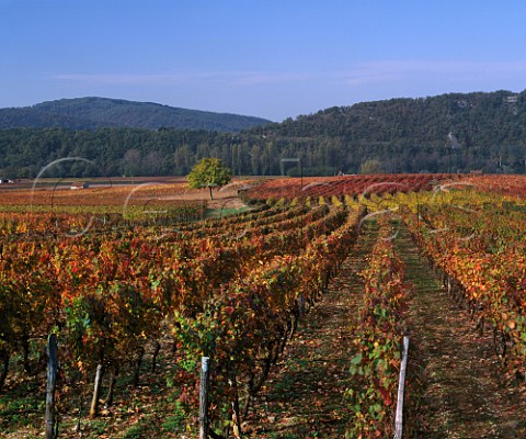 Autumnal vineyards in the Lot Valley near Luzech Lot France AC Cahors