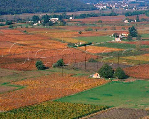 Autumnal vineyards in the Lot Valley south of   Prayssac Lot France  AC Cahors