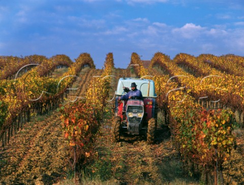 Spraying weeds in the autumn in vineyard of Chteau la GraveBechade Baleyssagues LotetGaronne France AC Ctes de Duras