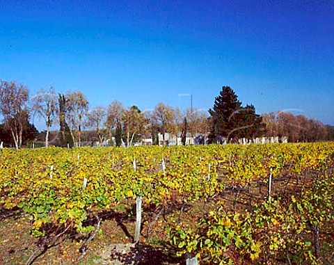 Autumnal vineyard at Chteau de Chantegrive   Podensac Gironde France  Graves  Bordeaux