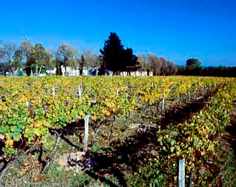 Autumnal vineyard at Chteau de Chantegrive   Podensac Gironde France  Graves  Bordeaux