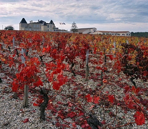 Autumnal vineyard at Chteau de France on the gravel soil from which the Graves region is named Lognan Gironde France   PessacLognan  Bordeaux