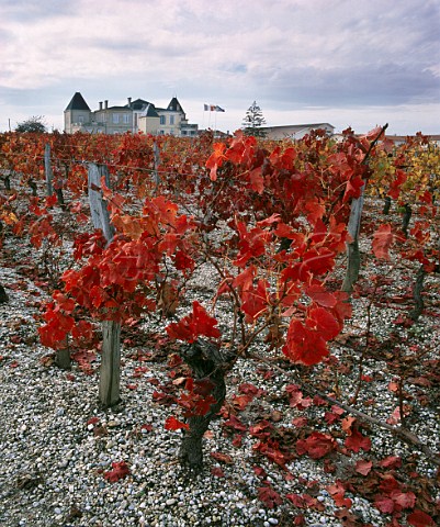 Autumnal vineyard at Chteau de France on the gravel soil from which the Graves region is named   Lognan Gironde France   PessacLognan  Bordeaux