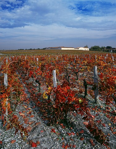 Autumnal vineyard of Chteau de Fieuzal Lognan Gironde France PessacLognan  Bordeaux