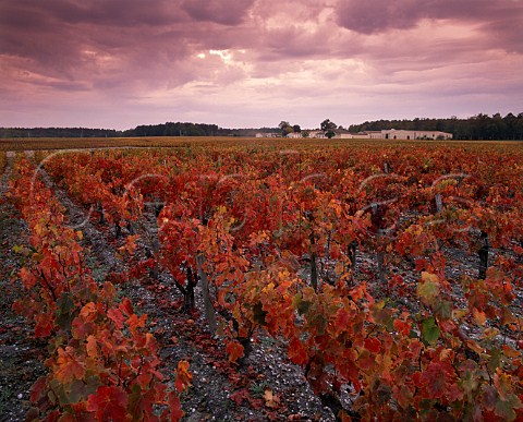 Autumnal vineyard of Domaine de Chevalier Lognan   Gironde France  PessacLognan  Bordeaux